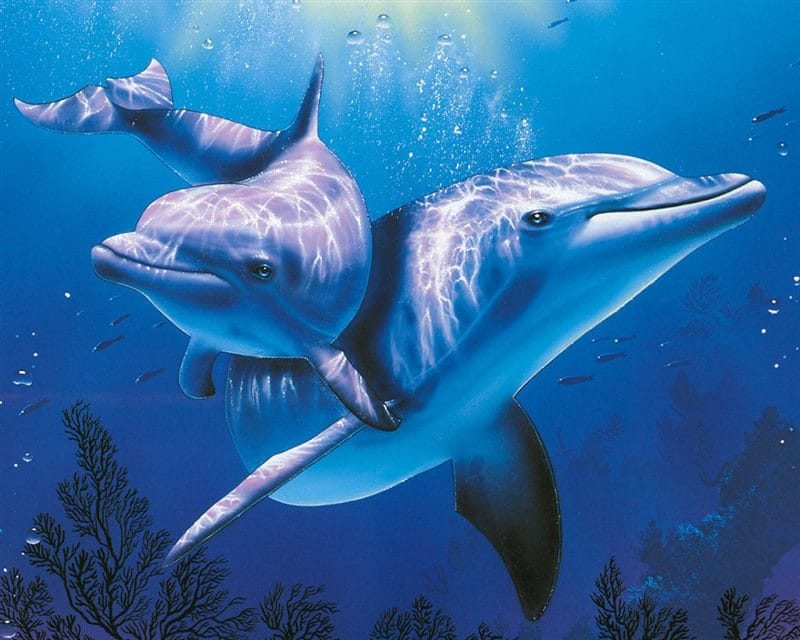Дельфины - красивые картинки (100 фото) #56
