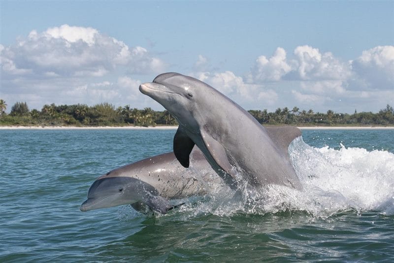 Дельфины - красивые картинки (100 фото) #60