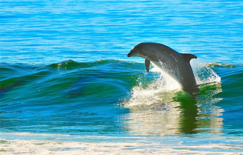Дельфины - красивые картинки (100 фото) #46
