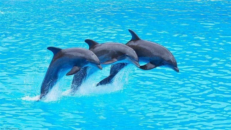 Дельфины - красивые картинки (100 фото) #54