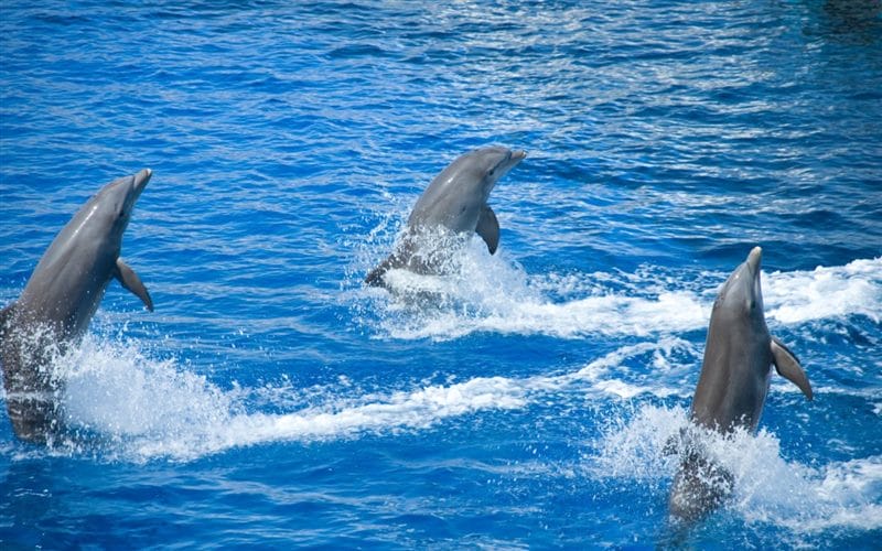 Дельфины - красивые картинки (100 фото) #45