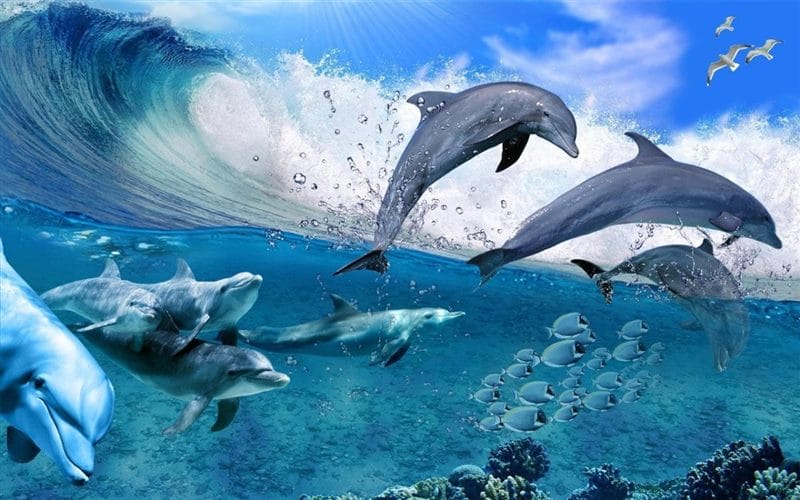 Дельфины - красивые картинки (100 фото) #55