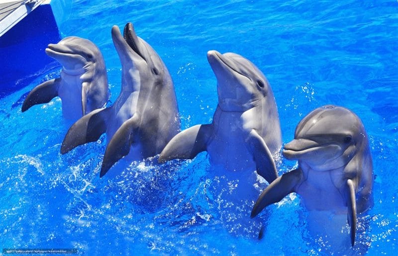 Дельфины - красивые картинки (100 фото) #49