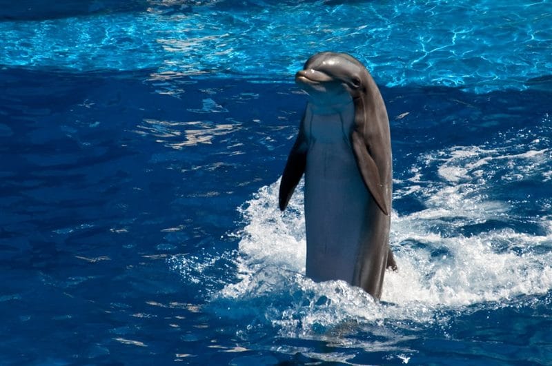 Дельфины - красивые картинки (100 фото) #59