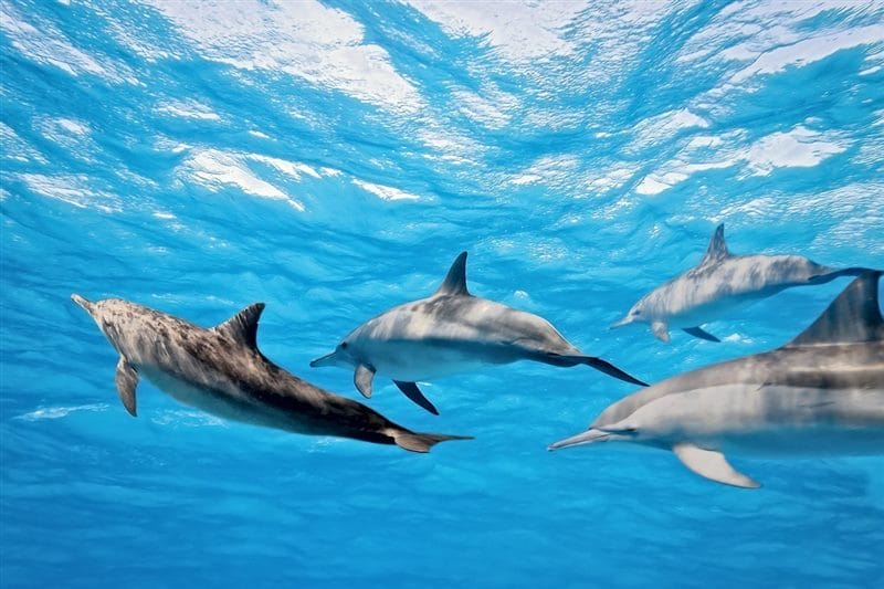 Дельфины - красивые картинки (100 фото) #57