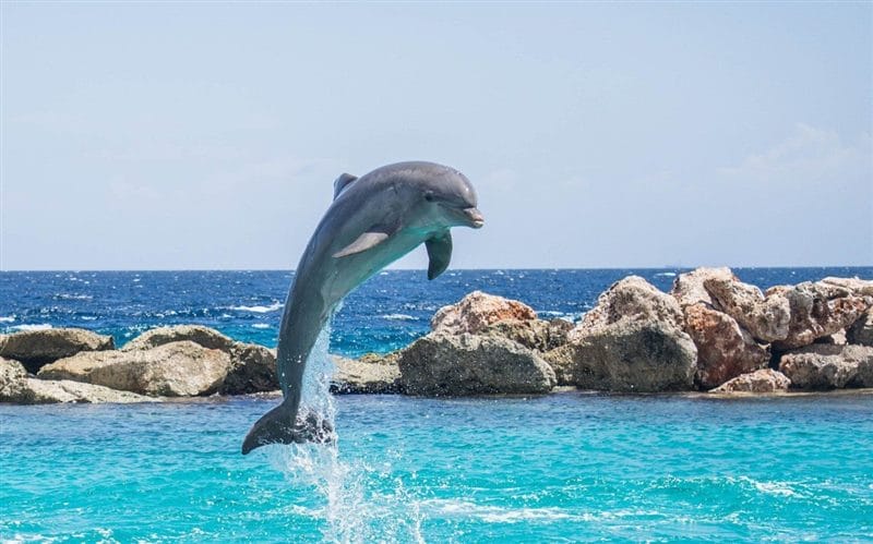 Дельфины - красивые картинки (100 фото) #58