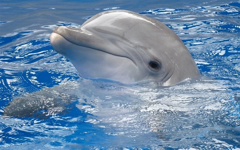 Дельфины - красивые картинки (100 фото) #50