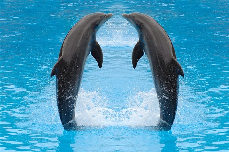 Дельфины - красивые картинки (100 фото) #48
