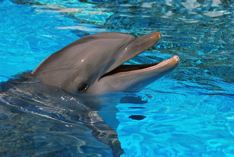 Дельфины - красивые картинки (100 фото) #62