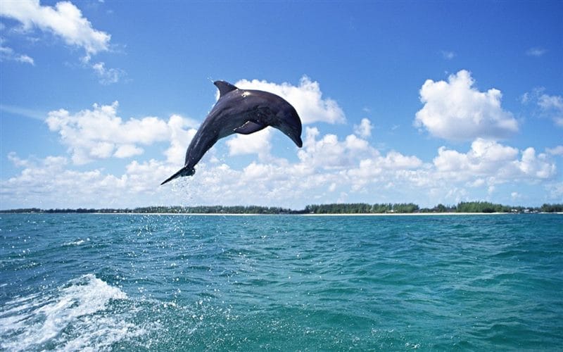 Дельфины - красивые картинки (100 фото) #66