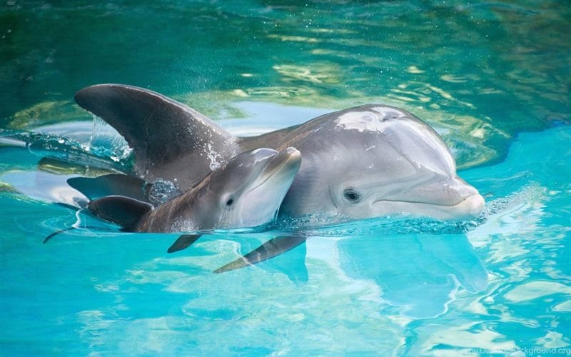 Дельфины - красивые картинки (100 фото) #70