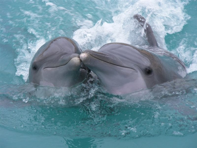 Дельфины - красивые картинки (100 фото) #74