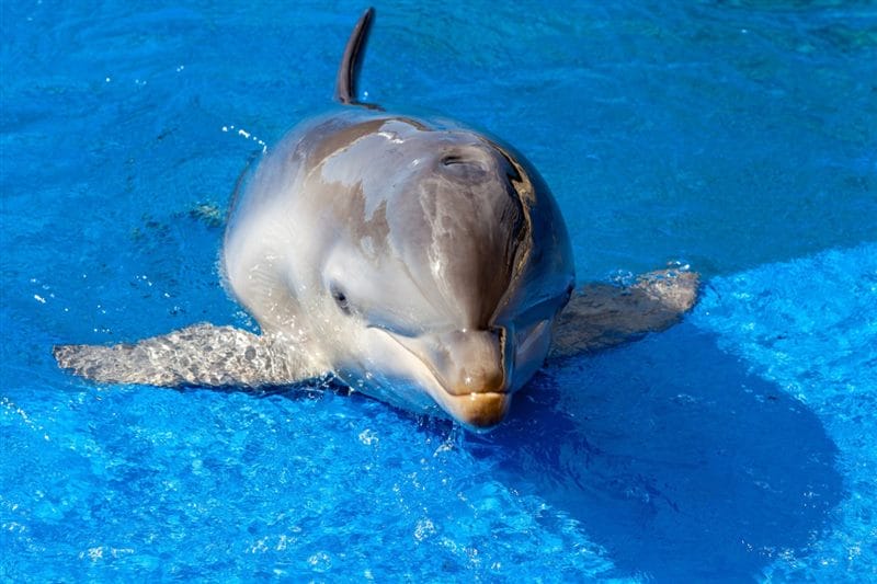 Дельфины - красивые картинки (100 фото) #64