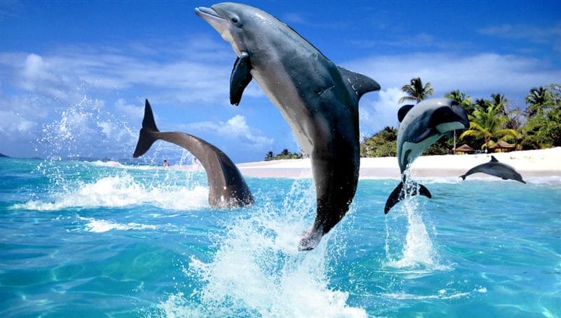 Дельфины - красивые картинки (100 фото) #73