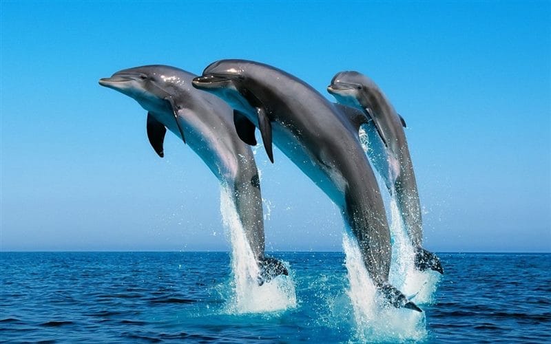 Дельфины - красивые картинки (100 фото) #75
