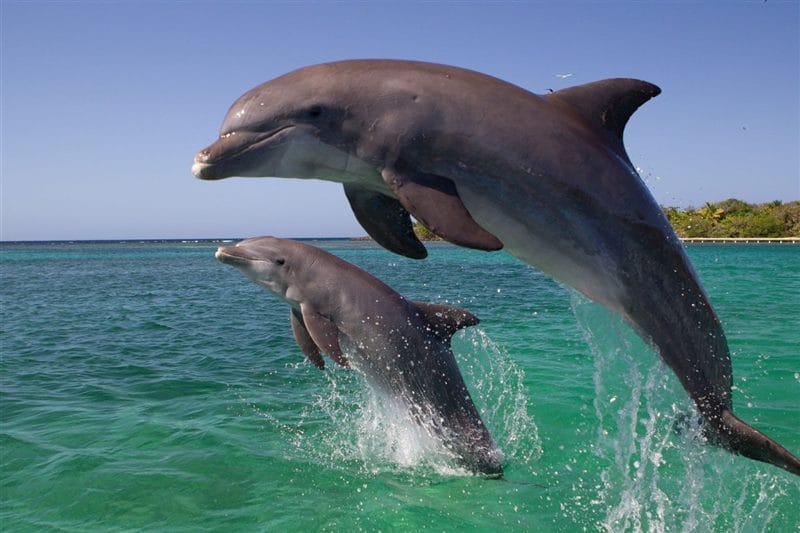 Дельфины - красивые картинки (100 фото) #71