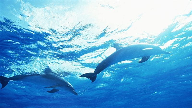 Дельфины - красивые картинки (100 фото) #72