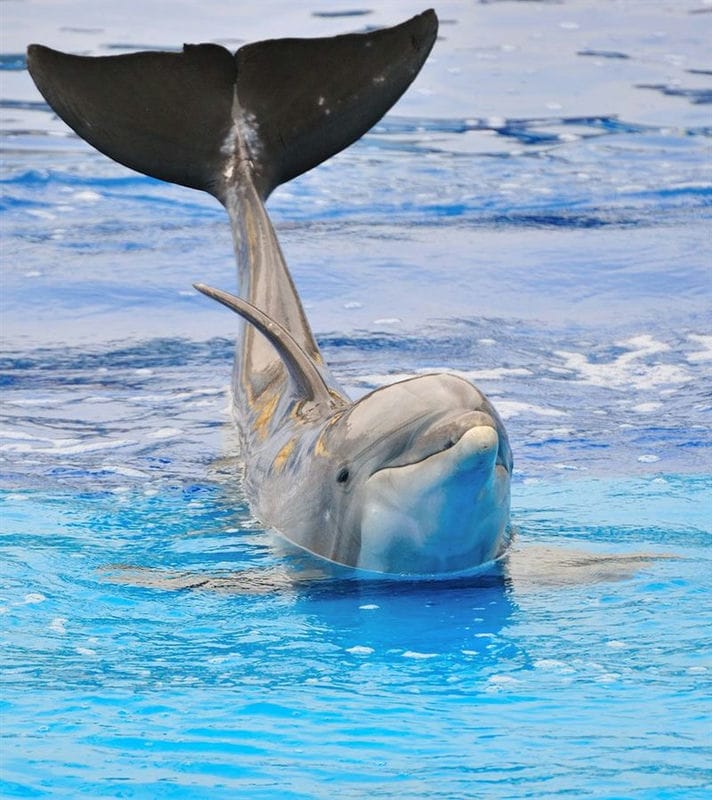 Дельфины - красивые картинки (100 фото) #69