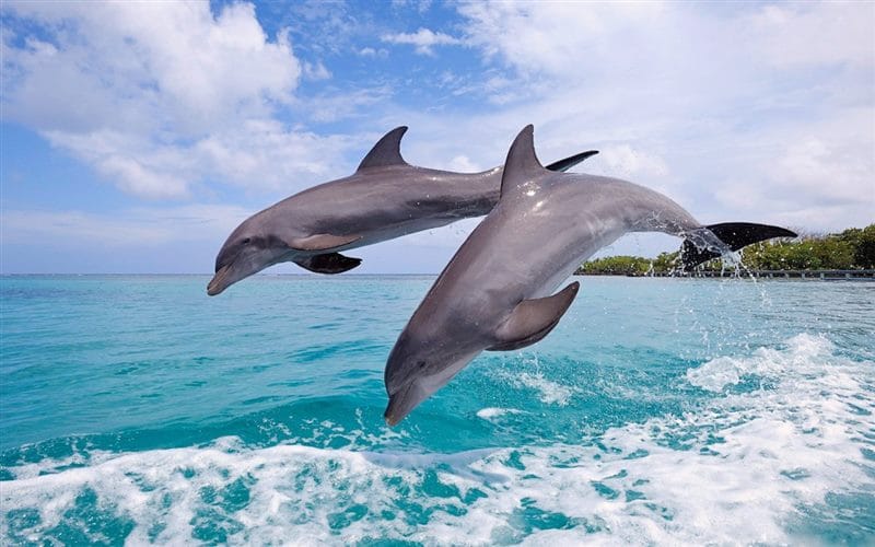 Дельфины - красивые картинки (100 фото) #65