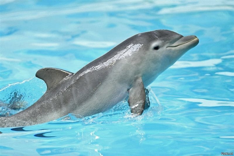 Дельфины - красивые картинки (100 фото) #81