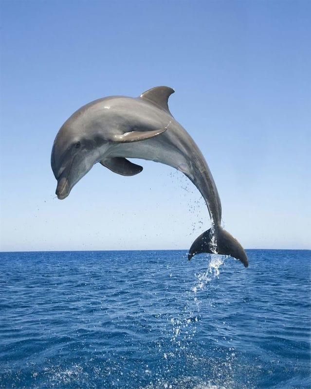 Дельфины - красивые картинки (100 фото) #63