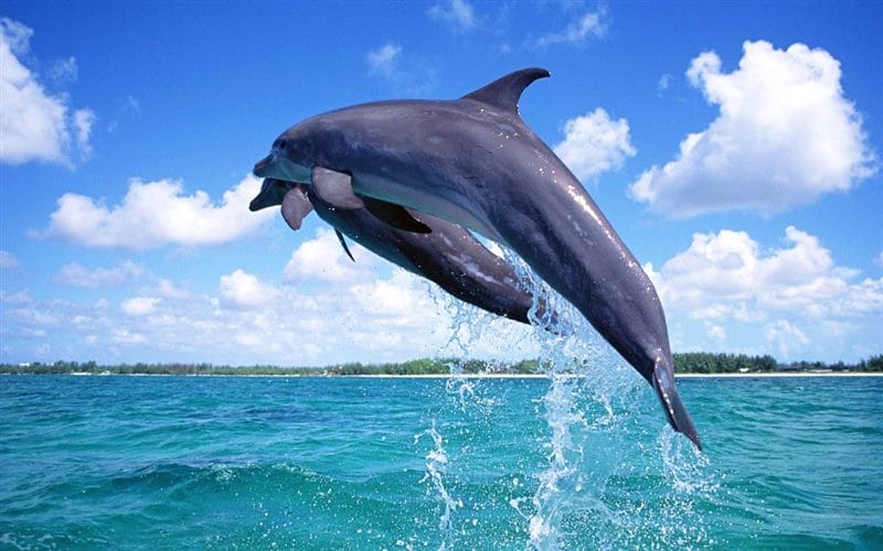 Дельфины - красивые картинки (100 фото) #67