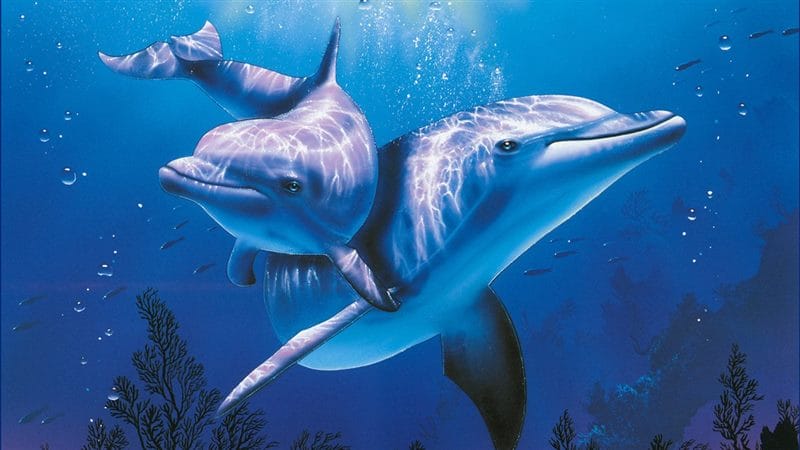 Дельфины - красивые картинки (100 фото) #87