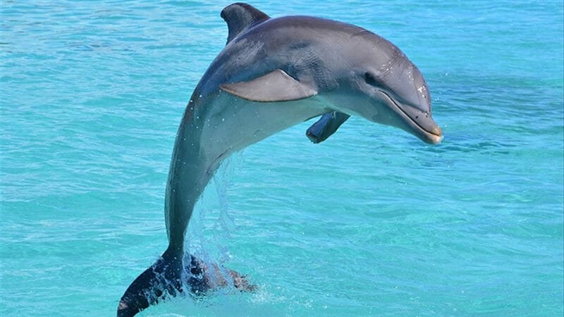 Дельфины - красивые картинки (100 фото) #89