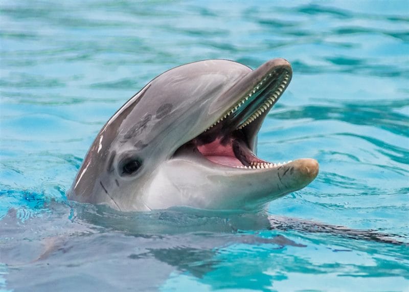 Дельфины - красивые картинки (100 фото) #84