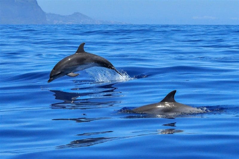 Дельфины - красивые картинки (100 фото) #68