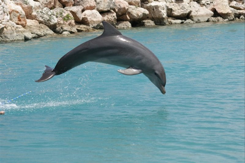 Дельфины - красивые картинки (100 фото) #77