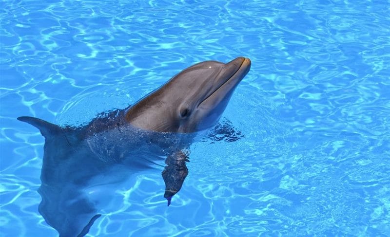 Дельфины - красивые картинки (100 фото) #92