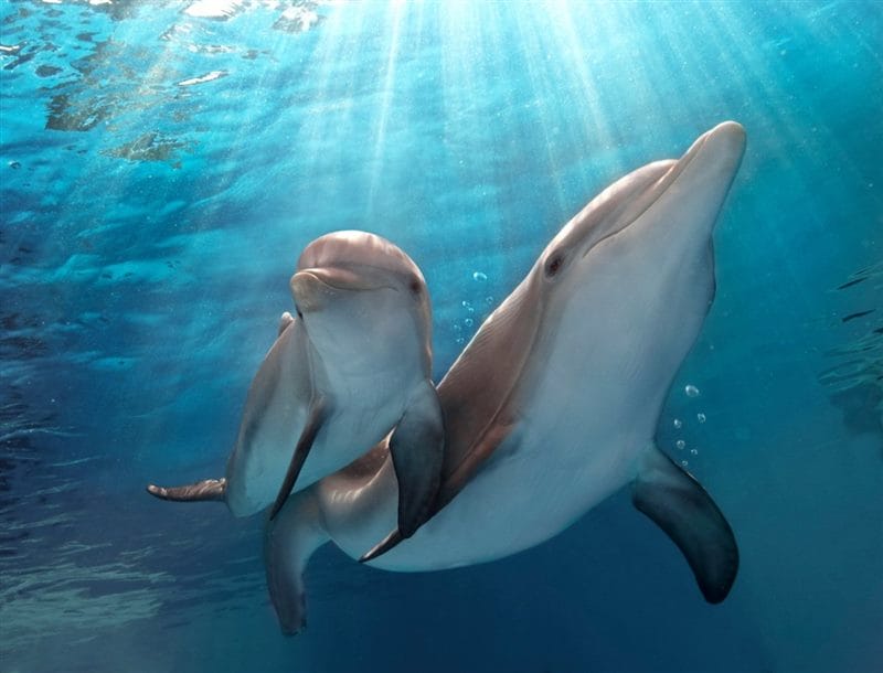 Дельфины - красивые картинки (100 фото) #90