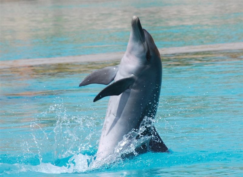 Дельфины - красивые картинки (100 фото) #76