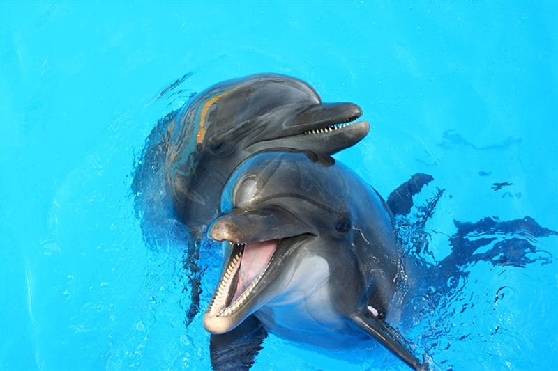 Дельфины - красивые картинки (100 фото) #83
