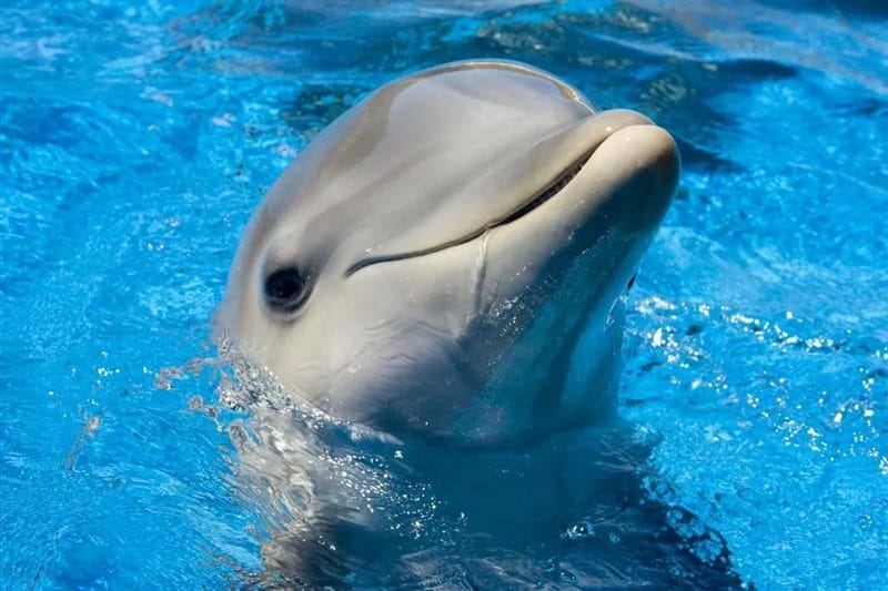 Дельфины - красивые картинки (100 фото) #80