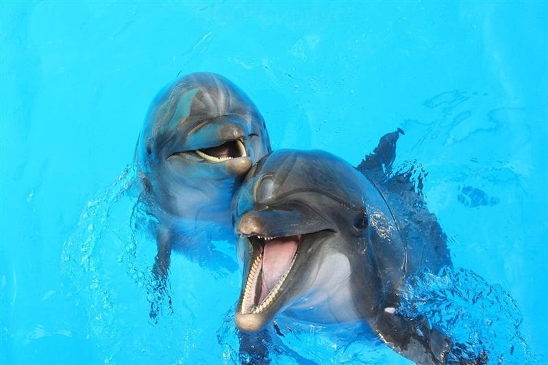 Дельфины - красивые картинки (100 фото) #86