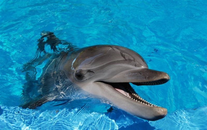 Дельфины - красивые картинки (100 фото) #79