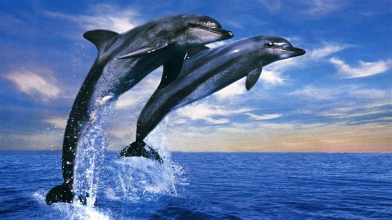 Дельфины - красивые картинки (100 фото) #88
