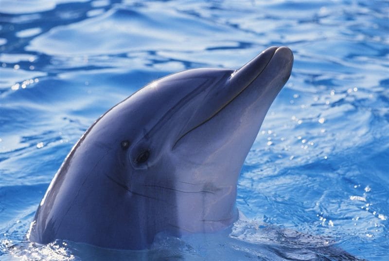 Дельфины - красивые картинки (100 фото) #85