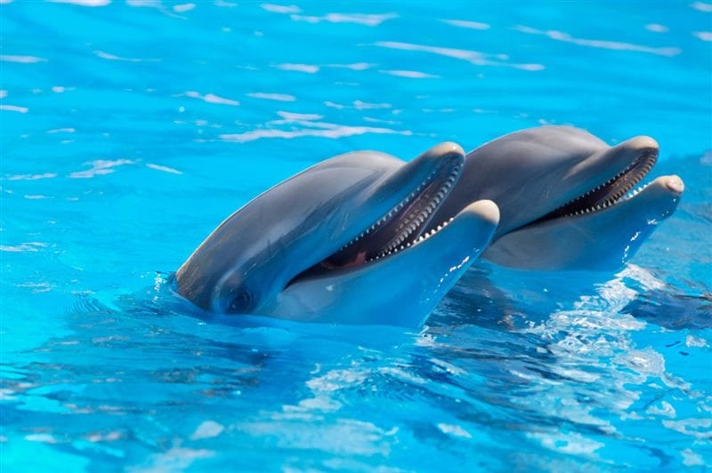 Дельфины - красивые картинки (100 фото) #91