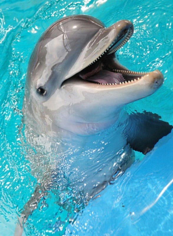 Дельфины - красивые картинки (100 фото) #82