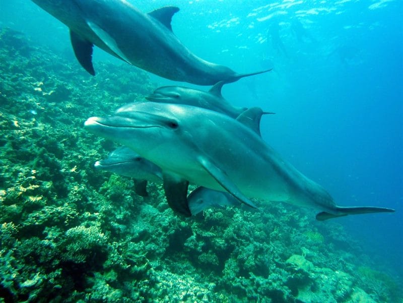 Дельфины - красивые картинки (100 фото) #93