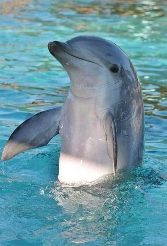 Дельфины - красивые картинки (100 фото) #94