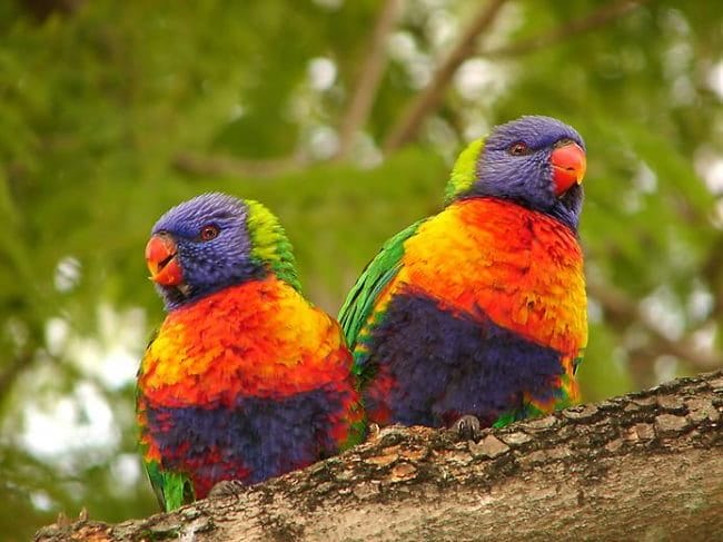 Красивые картинки птиц (100 фото) #13