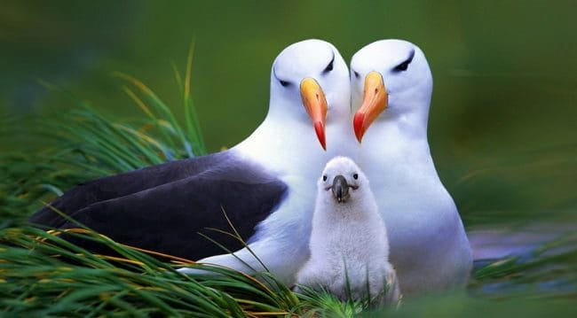 Красивые картинки птиц (100 фото) #8