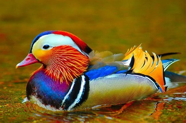 Красивые картинки птиц (100 фото) #11