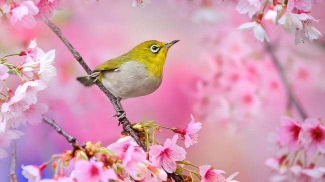 Красивые картинки птиц (100 фото) #9