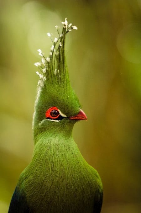 Красивые картинки птиц (100 фото) #32