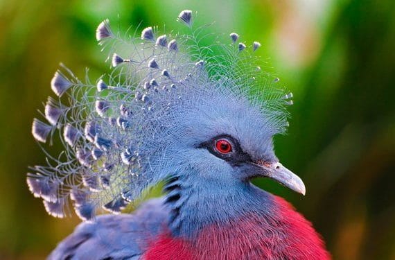 Красивые картинки птиц (100 фото) #28